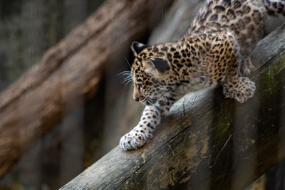 brown leopard cub
